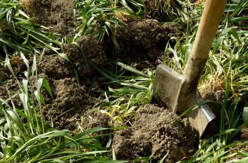 Naturali e versatili, i concimi verdi sono i vostri migliori alleati nell’orto!