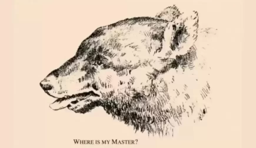 Questo orso sente la mancanza del suo padrone, puoi aiutare l’orso a ritrovare il suo padrone?