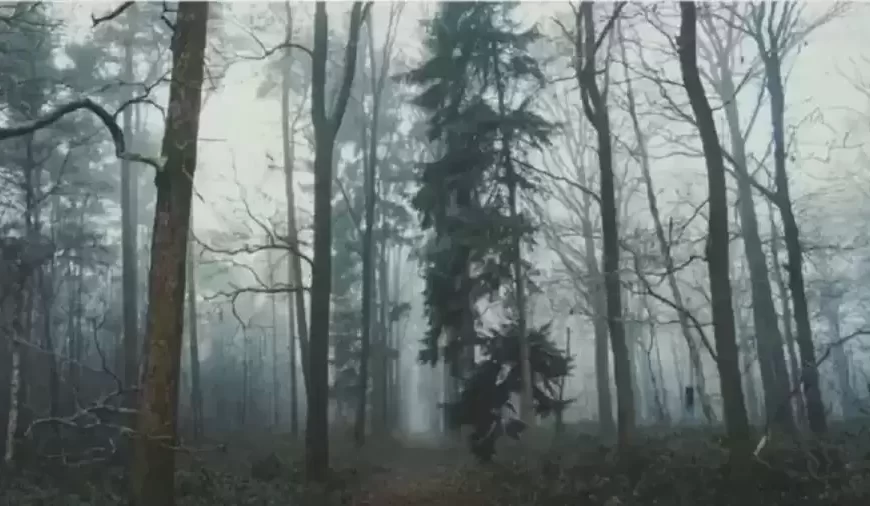 Solo il 20% delle persone riesce a individuare la volpe in questa foresta in 20 secondi