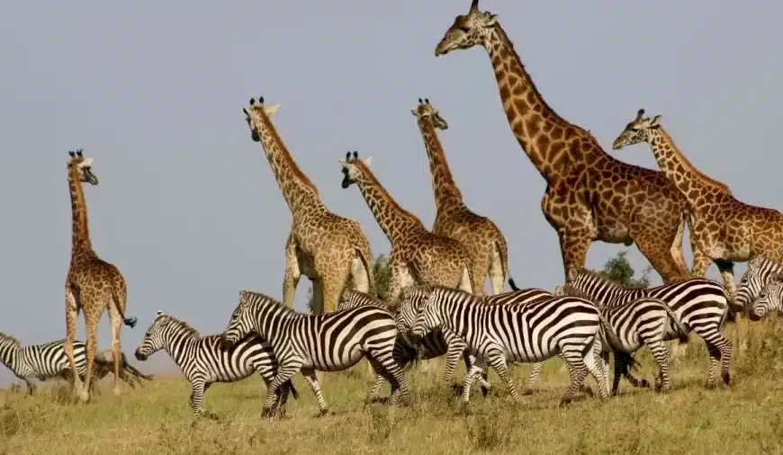 Solo un genio può trovare un leone tra questi animali in 12 secondi?