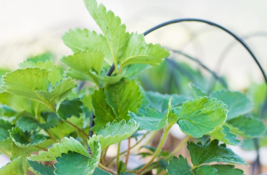 Pianta di fragola: consigli di impianto, potatura e manutenzione