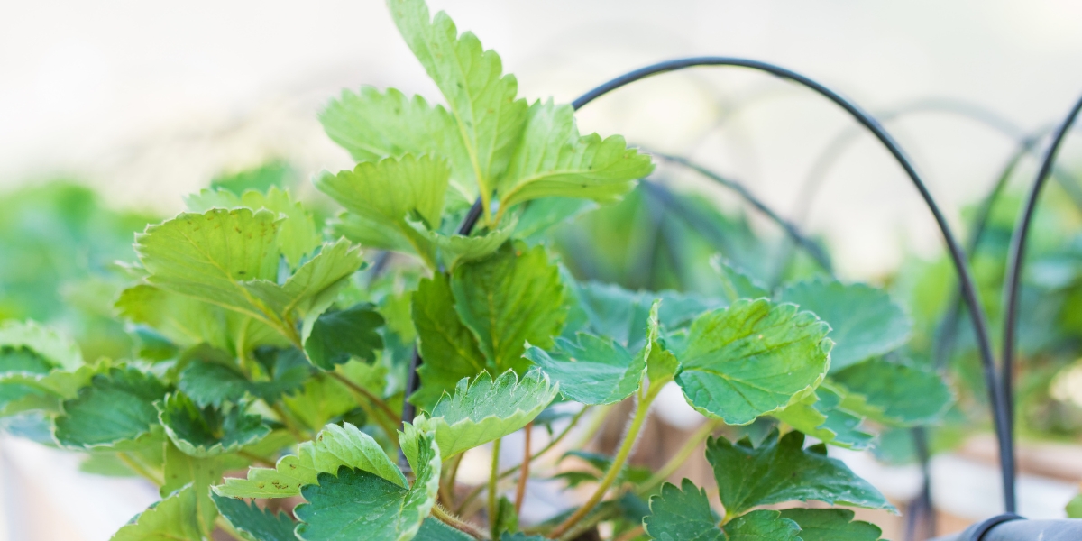 Pianta di fragola: consigli di impianto, potatura e manutenzione