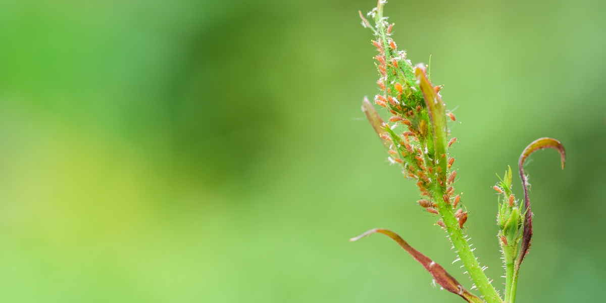 Ecco come proteggere efficacemente il tuo giardino dai parassiti in ottobre!