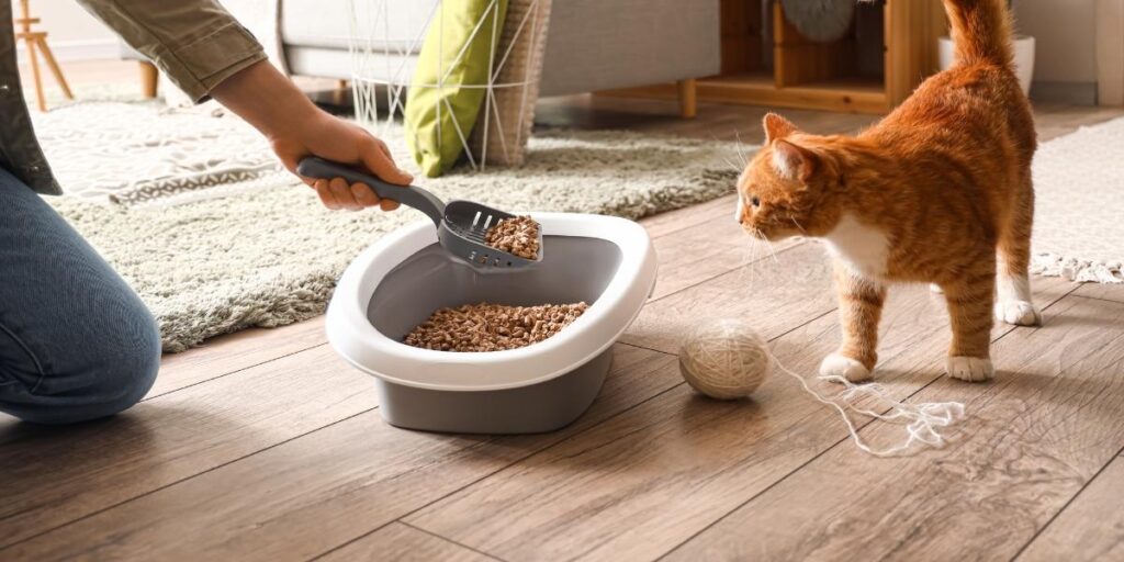 Come riciclare e buttare la lettiera per gatti?