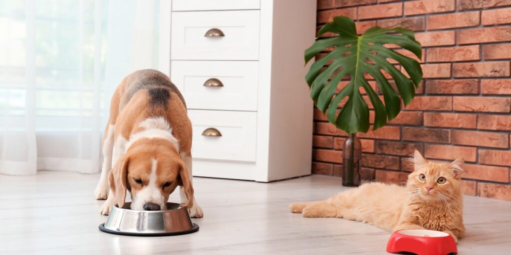 Hai un cane e un gatto in casa? Ecco dove dovresti mettere la lettiera e la ciotola del felino