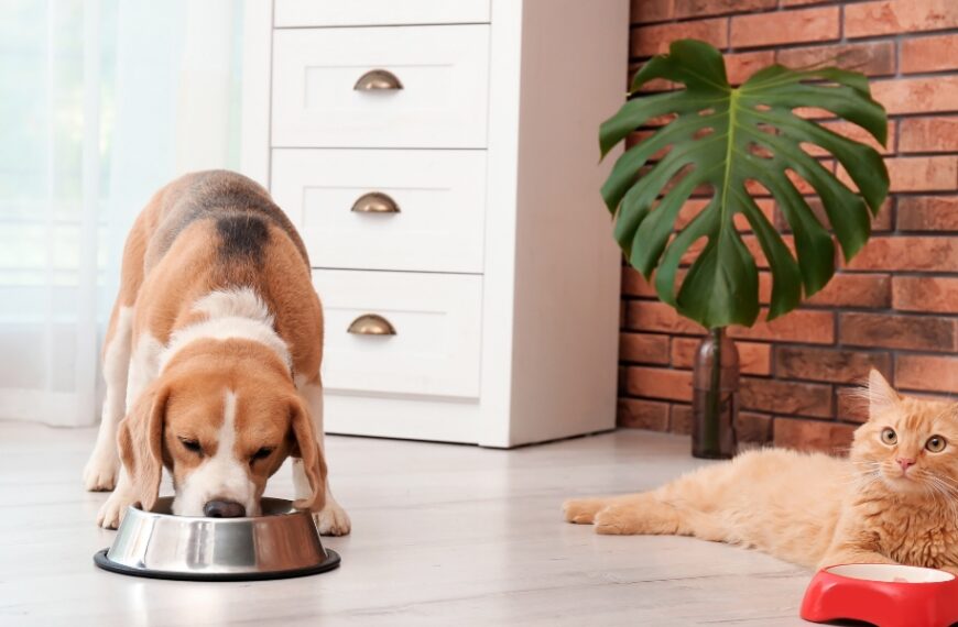 Hai un cane e un gatto in casa? Ecco dove dovresti mettere la lettiera e la ciotola del felino