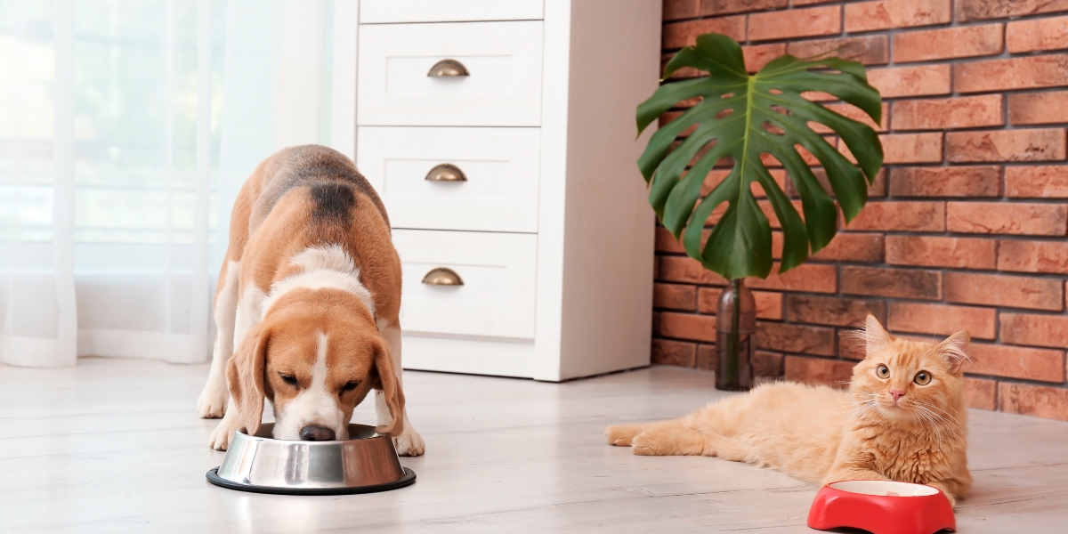 Hai un cane e un gatto in casa? Ecco dove dovresti mettere la lettiera e la ciotola del felino