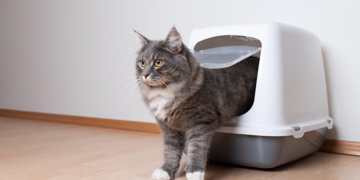 Come attirare il gatto verso la lettiera: 4 consigli pratici