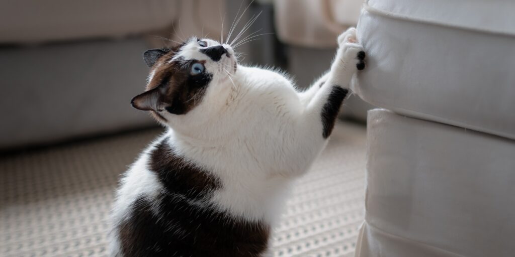 Come usare il foglio di alluminio per evitare che i gatti graffino i mobili?