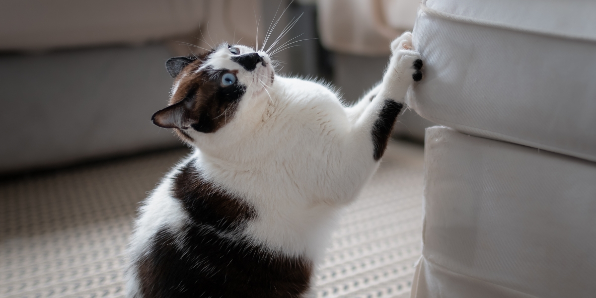 Come usare il foglio di alluminio per evitare che i gatti graffino i mobili?