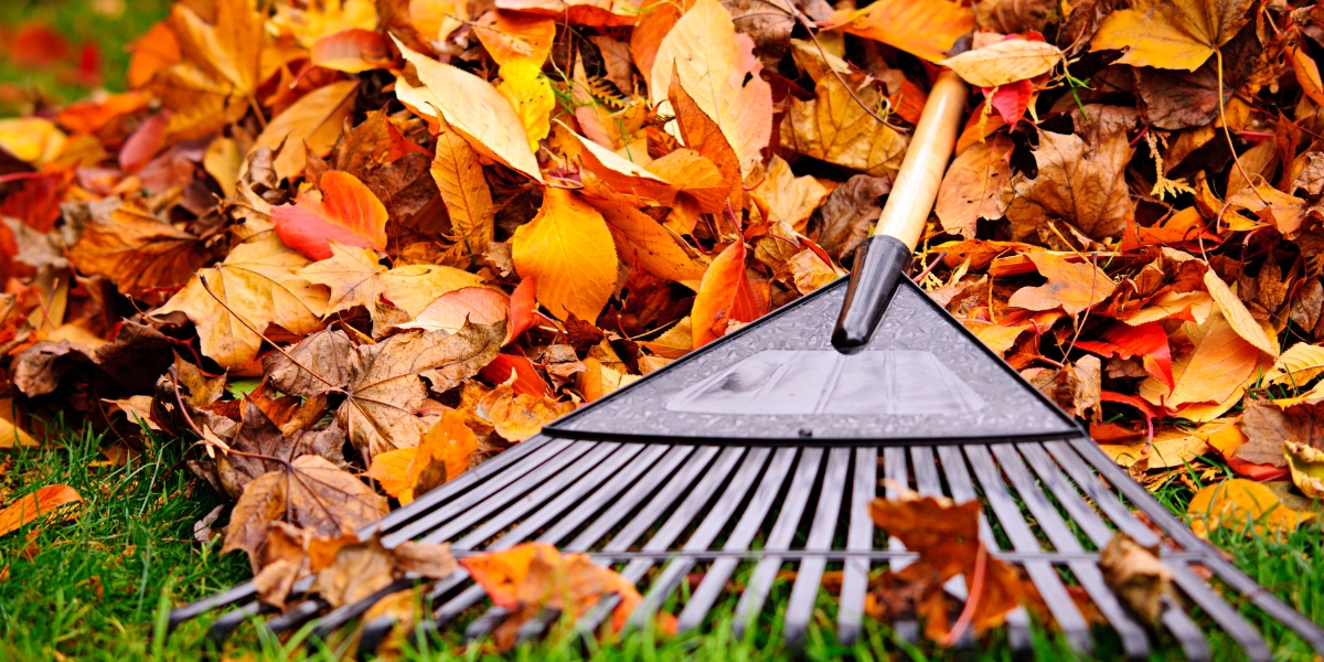 Cosa fare in giardino ad ottobre?