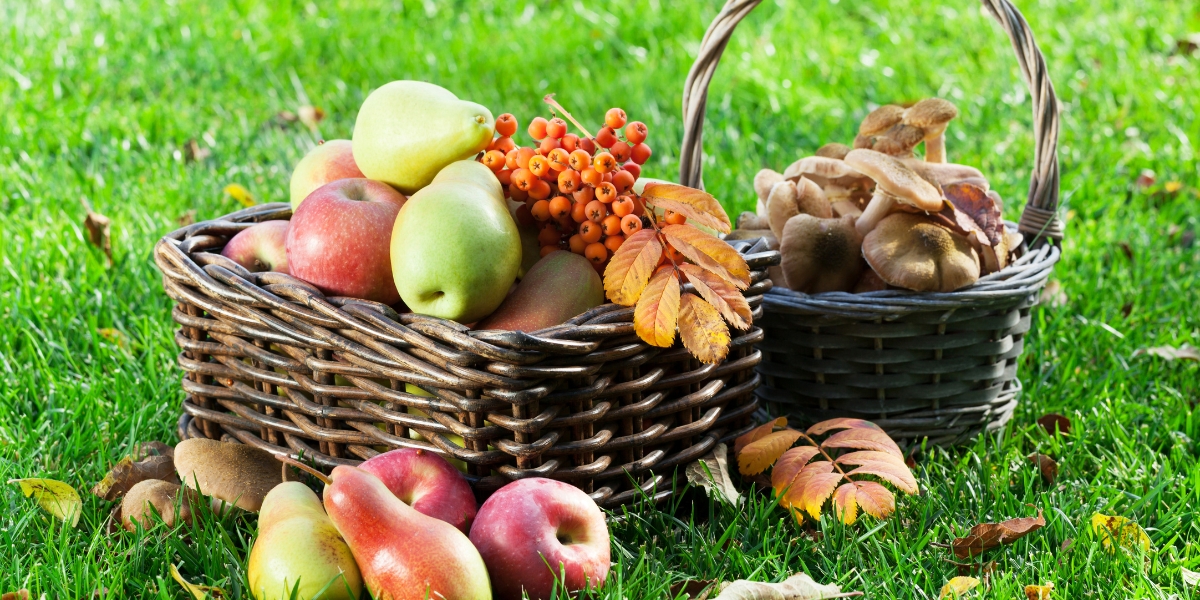 Cosa piantare nell'orto ad ottobre?