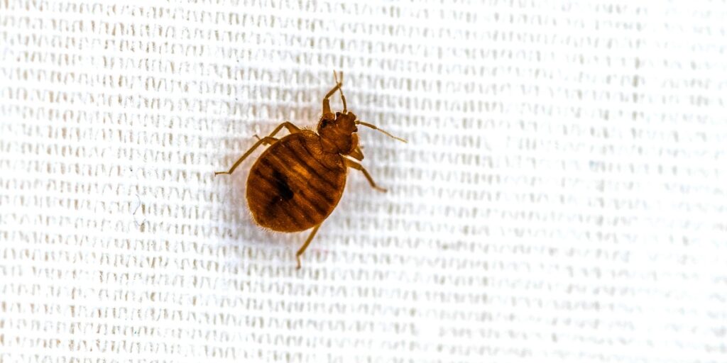 Cimici: come differenziarle dalle pulci o dalle zecche?