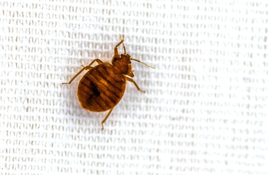 Cimici: come differenziarle dalle pulci o dalle zecche?
