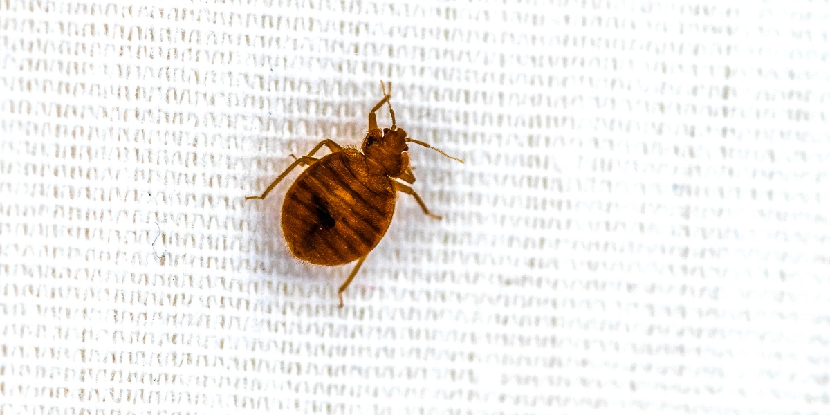 Cimici: come differenziarle dalle pulci o dalle zecche?