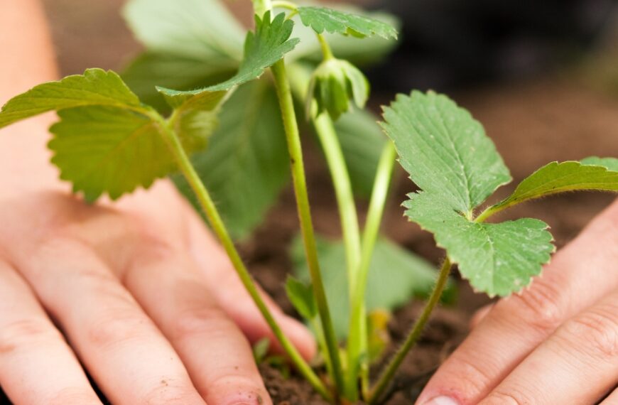 Piantare fragole: quando e come piantare?