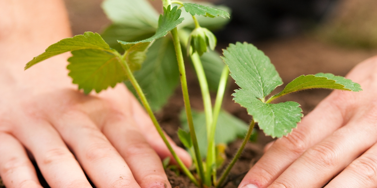 Piantare fragole: quando e come piantare?