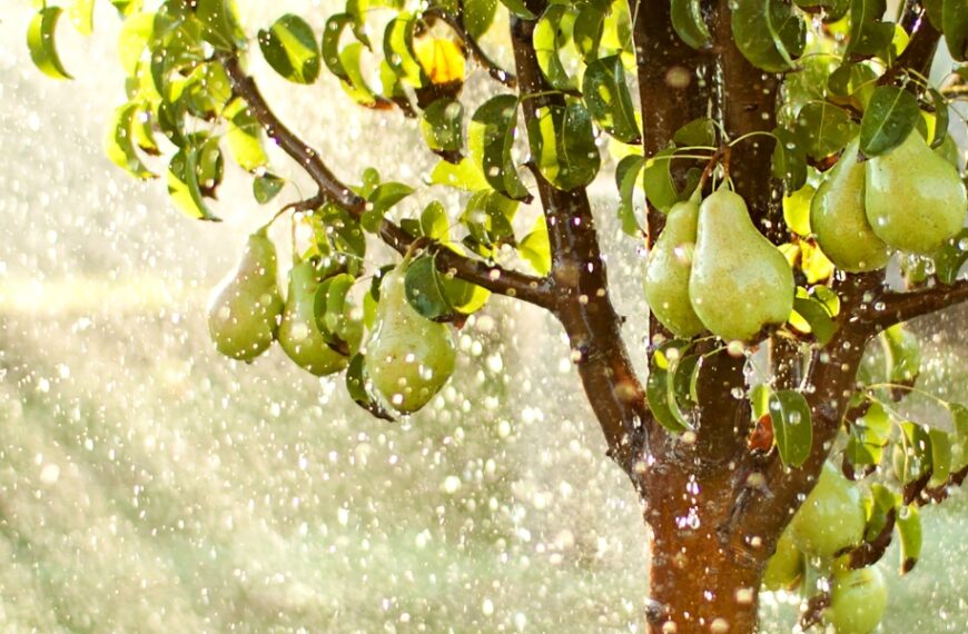La stagione delle piogge si avvicina, scopri i nostri consigli per preparare il tuo giardino in tutta tranquillità