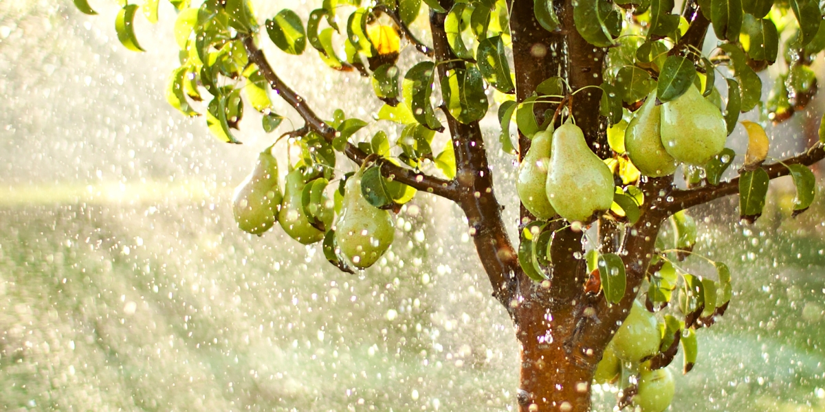 La stagione delle piogge si avvicina, scopri i nostri consigli per preparare il tuo giardino in tutta tranquillità