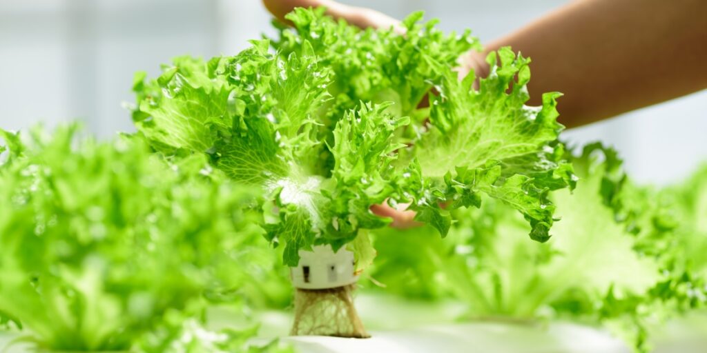 3 consigli per mantenere la lattuga fresca più a lungo!