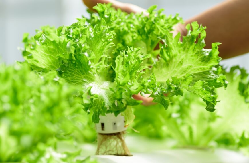 3 consigli per mantenere la lattuga fresca più a lungo!