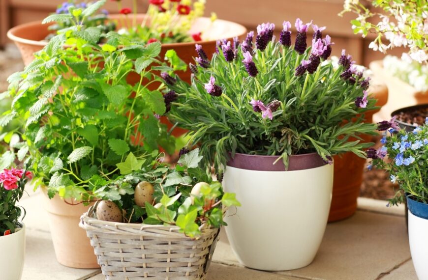 Come evitare le piante cattive sul balcone?