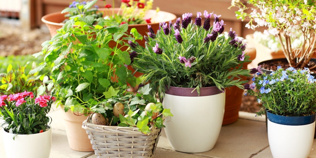 Come evitare le piante cattive sul balcone?