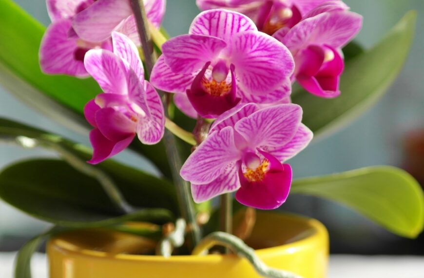 Dove posizionare un'orchidea per favorirne la fioritura?