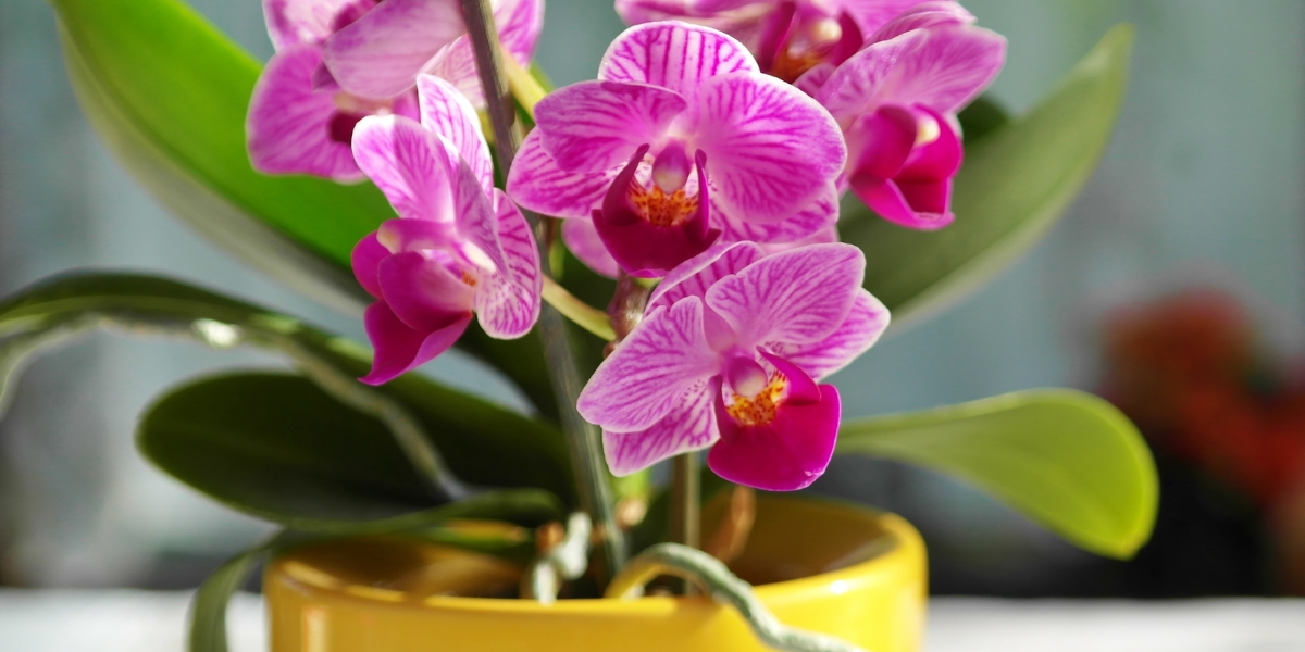 Dove posizionare un'orchidea per favorirne la fioritura?