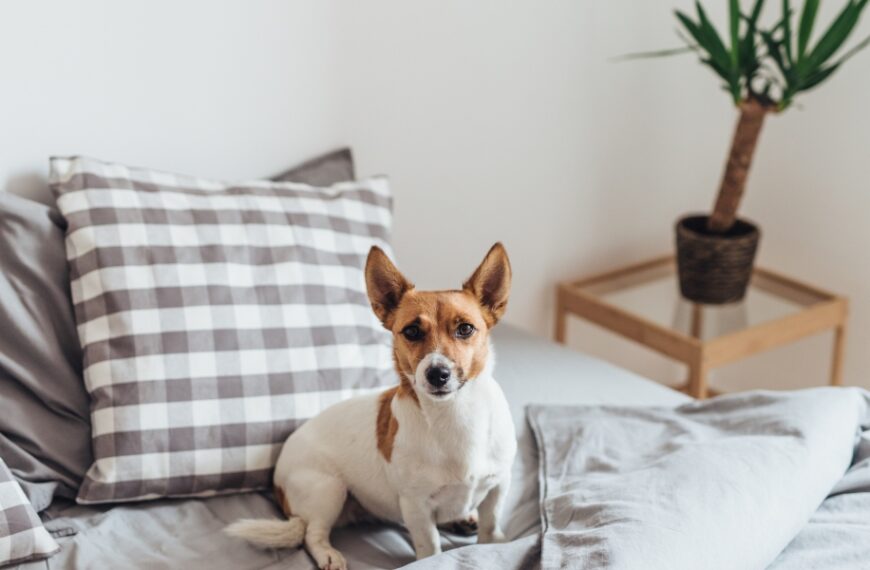 Come rimuovere facilmente gli odori dei cani da casa?