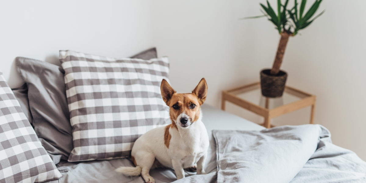 Come rimuovere facilmente gli odori dei cani da casa?