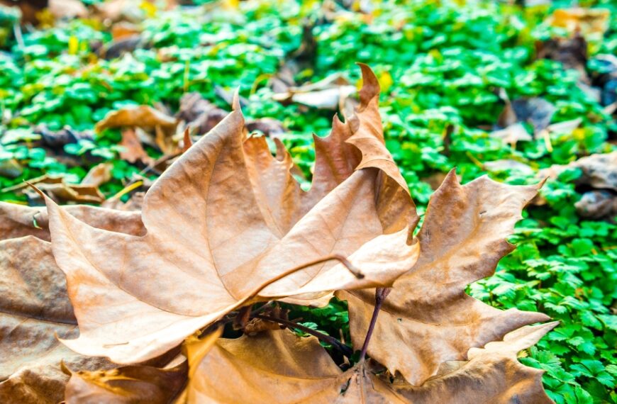 Questa tecnica sconosciuta per riciclare le foglie morte migliorerà il tuo giardino quest'autunno!