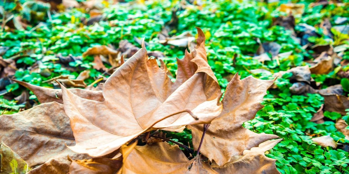 Questa tecnica sconosciuta per riciclare le foglie morte migliorerà il tuo giardino quest'autunno!