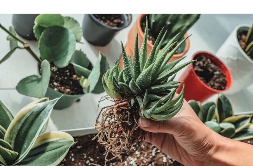Come propagare piante grasse e succulente?