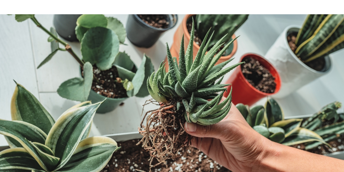 Come propagare piante grasse e succulente?