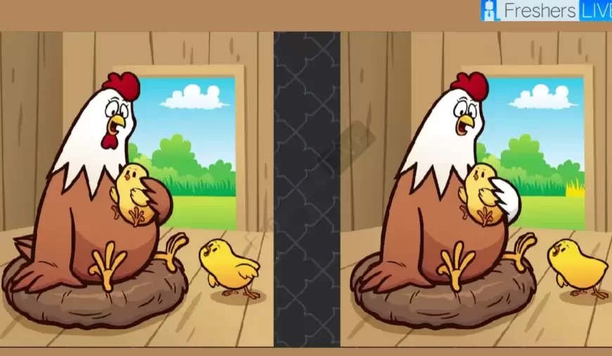 Individuare 5 differenze tra le immagini della gallina e del pollo in soli 12 secondi