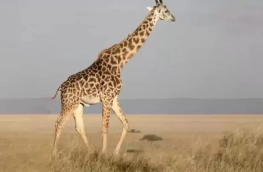 La giraffa nell’immagine non è sola. Qualcuno sta accompagnando la giraffa. Sapete dire chi è in questa illusione ottica?