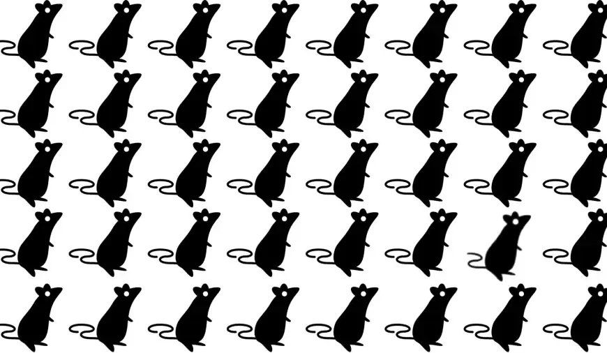 Provate a individuare il topo strano in questa immagine in soli 10 secondi