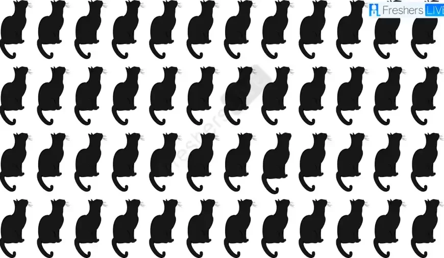 Quale di queste immagini di gatti è la più strana?