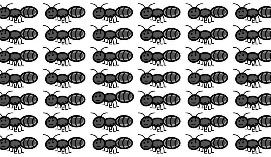 Riesci a individuare la formica strana in questa immagine in soli 10 secondi?