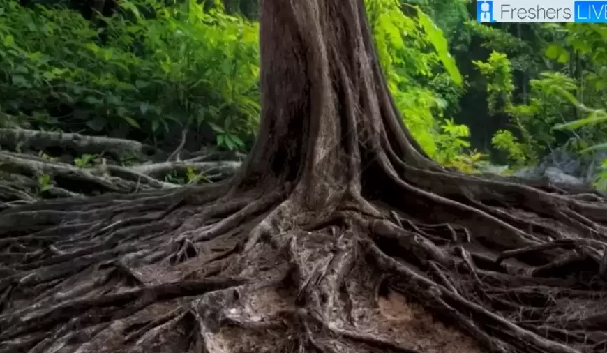 Riesci a trovare il serpente nel bosco? L’1% più attento riesce a individuarlo in 8 secondi