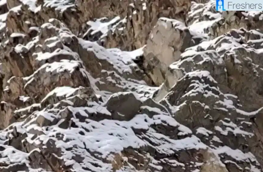 Siete un talento speciale se riuscite a trovare il leopardo delle nevi perfettamente mimetizzato nell’immagine in 10 secondi!