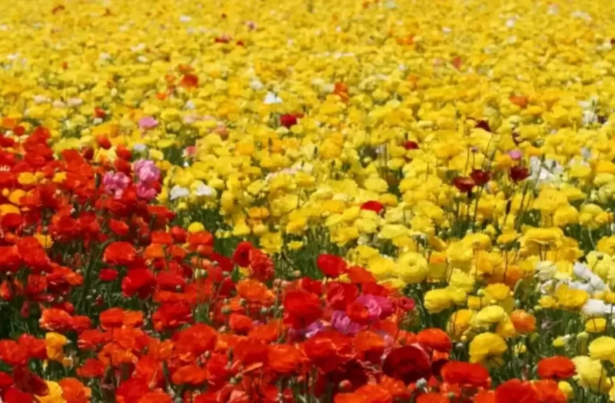 Solo il 10% delle persone riesce a individuare il colibrì tra questi bellissimi fiori. Voi ci riuscite?