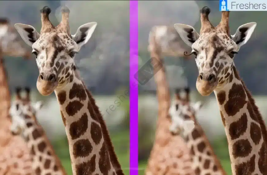 Solo l’1% delle persone attente è in grado di individuare 5 differenze nell’immagine di Elephant in 20 secondi!