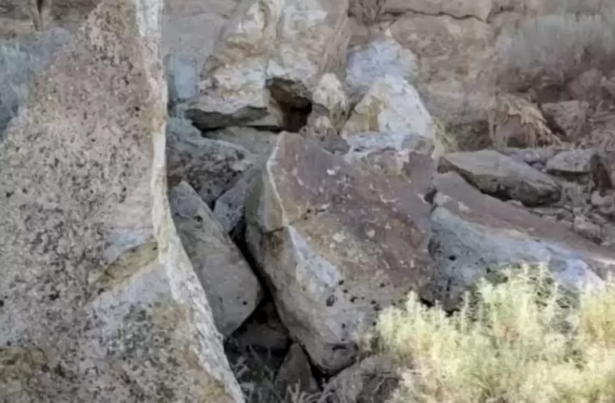 Stiamo cercando un coniglio in questa illusione ottica. Potete aiutarci a trovarlo?
