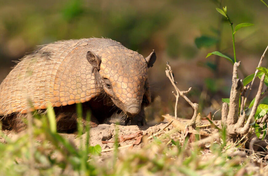 Puzzle visivo: riuscirai a trovare la tazza nascosta da questo grazioso armadillo?