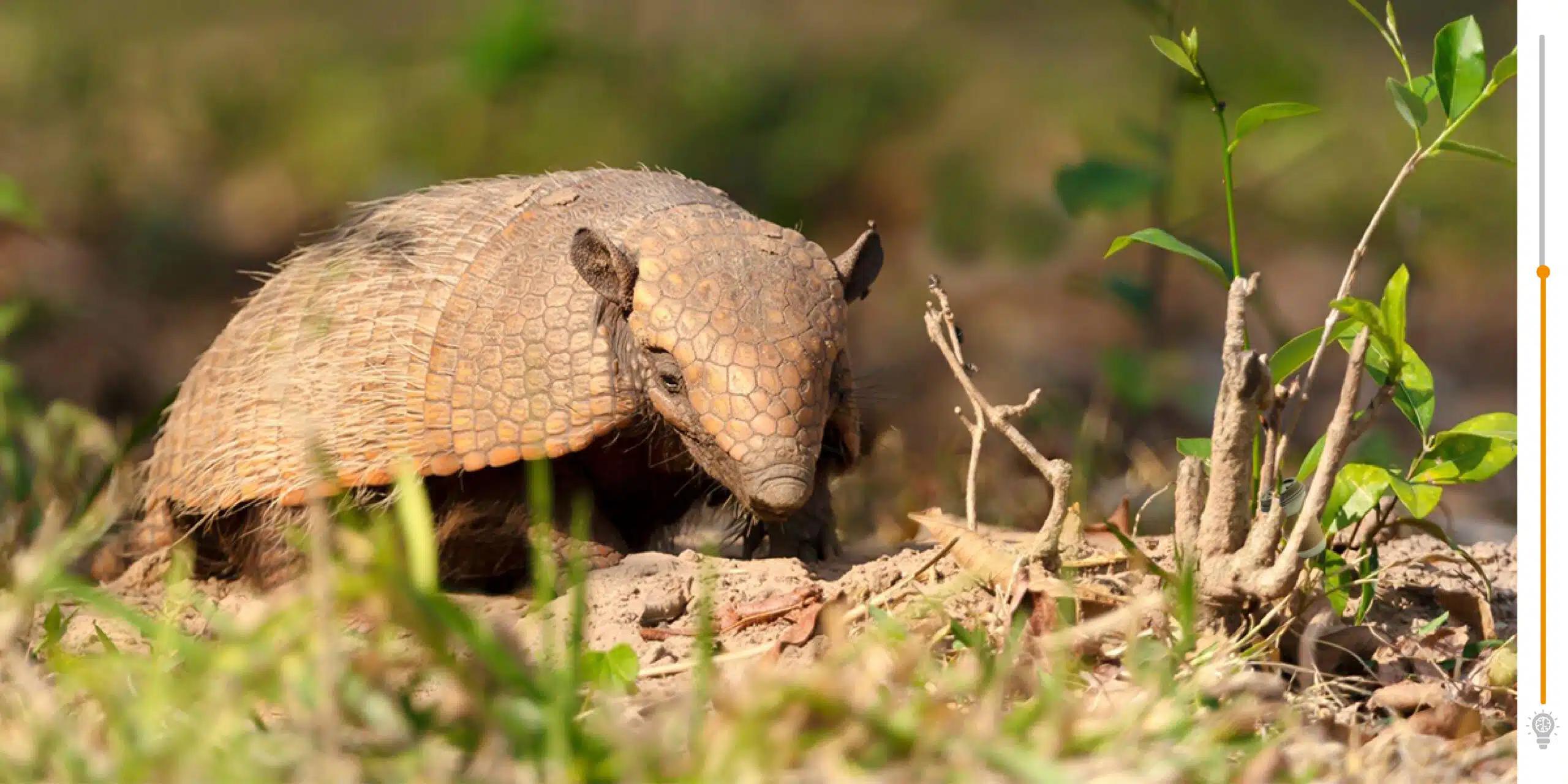 Puzzle visivo: riuscirai a trovare la tazza nascosta da questo grazioso armadillo?