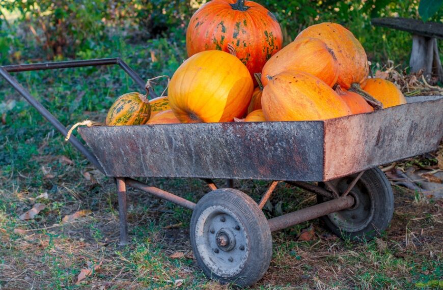 Giardinaggio a novembre: lavori in giardino e consigli