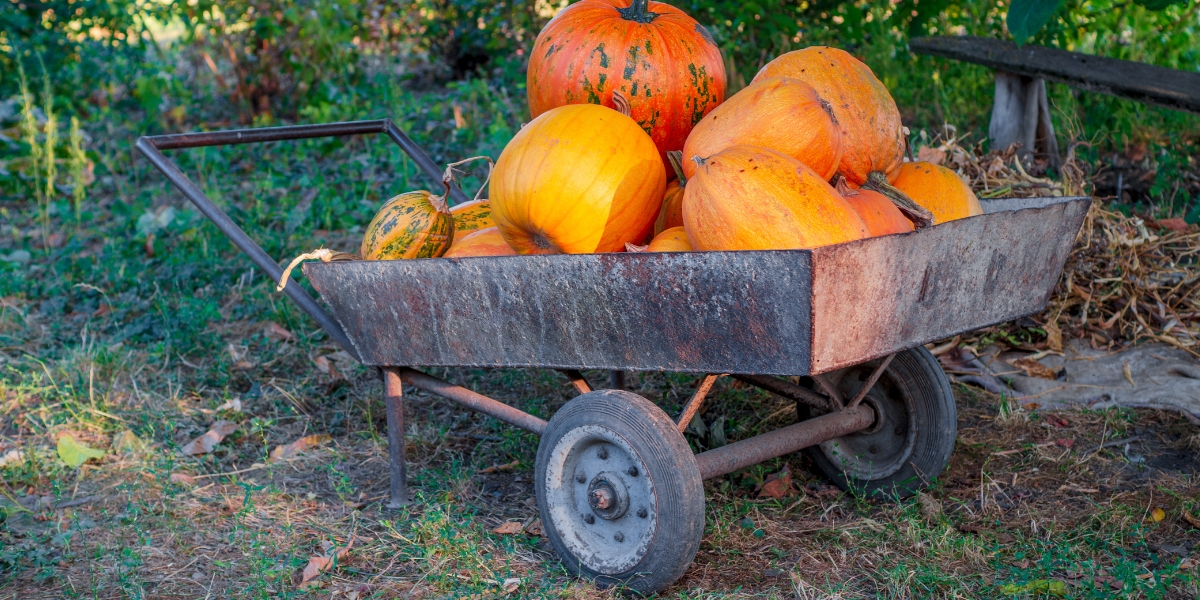Giardinaggio a novembre: lavori in giardino e consigli