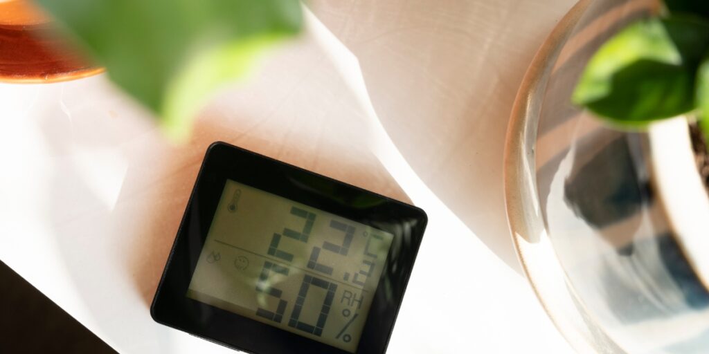 4 piante d'appartamento per eliminare l'umidità e prevenire la muffa